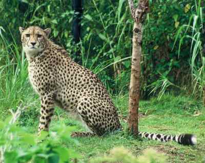 Cheetah.jpg
