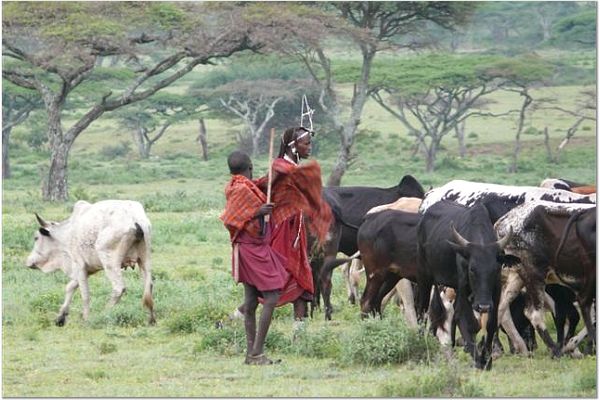 Maasai herding cattle