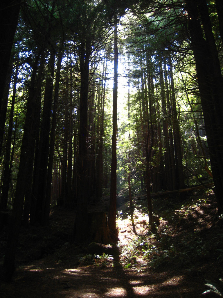 Pomo redwoods
